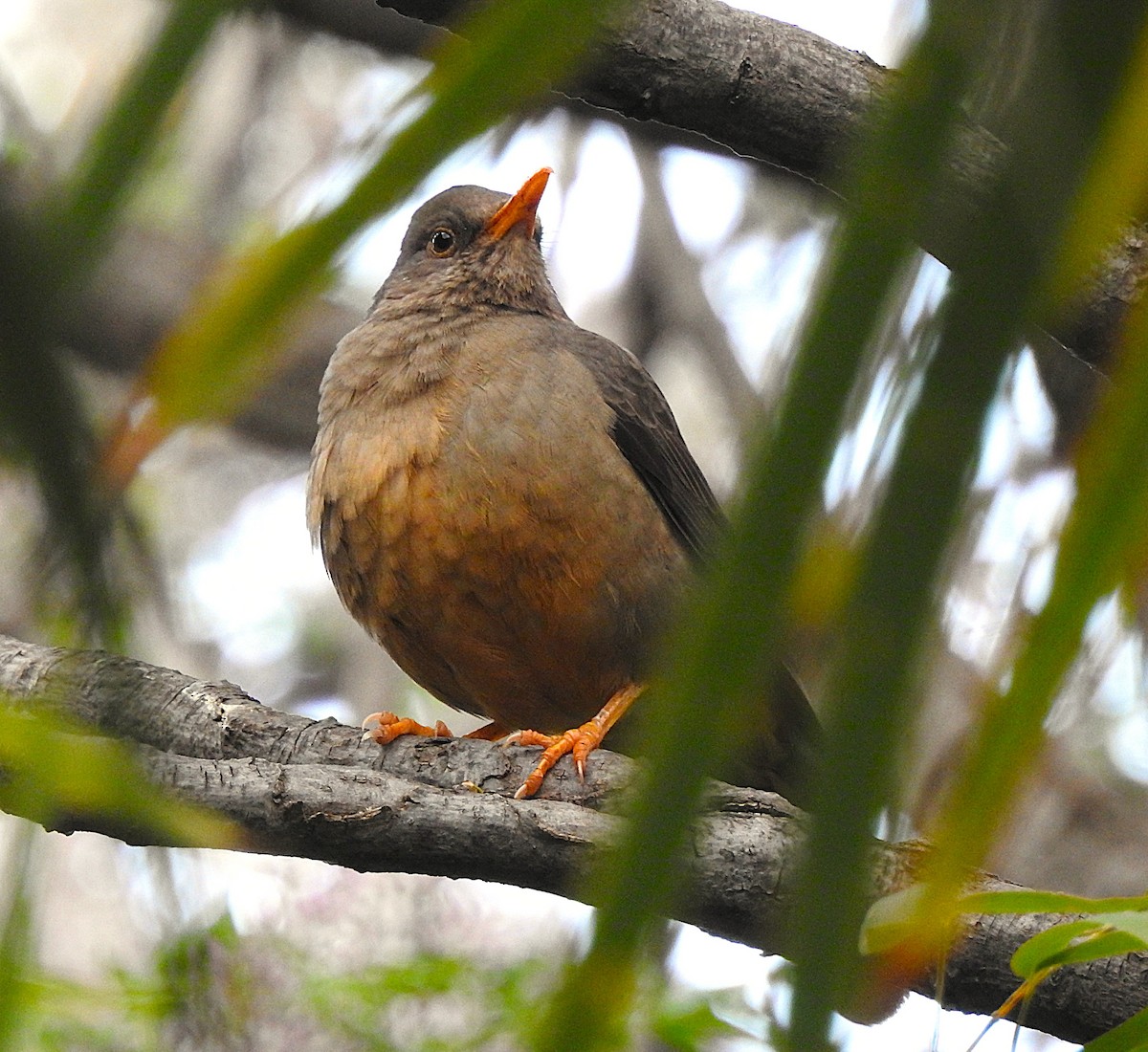 Karoo Thrush - ML642744783
