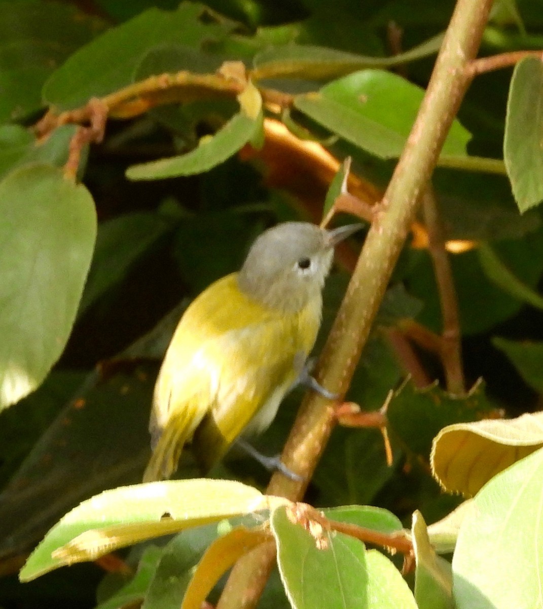 Lesser Greenlet - ML642744790