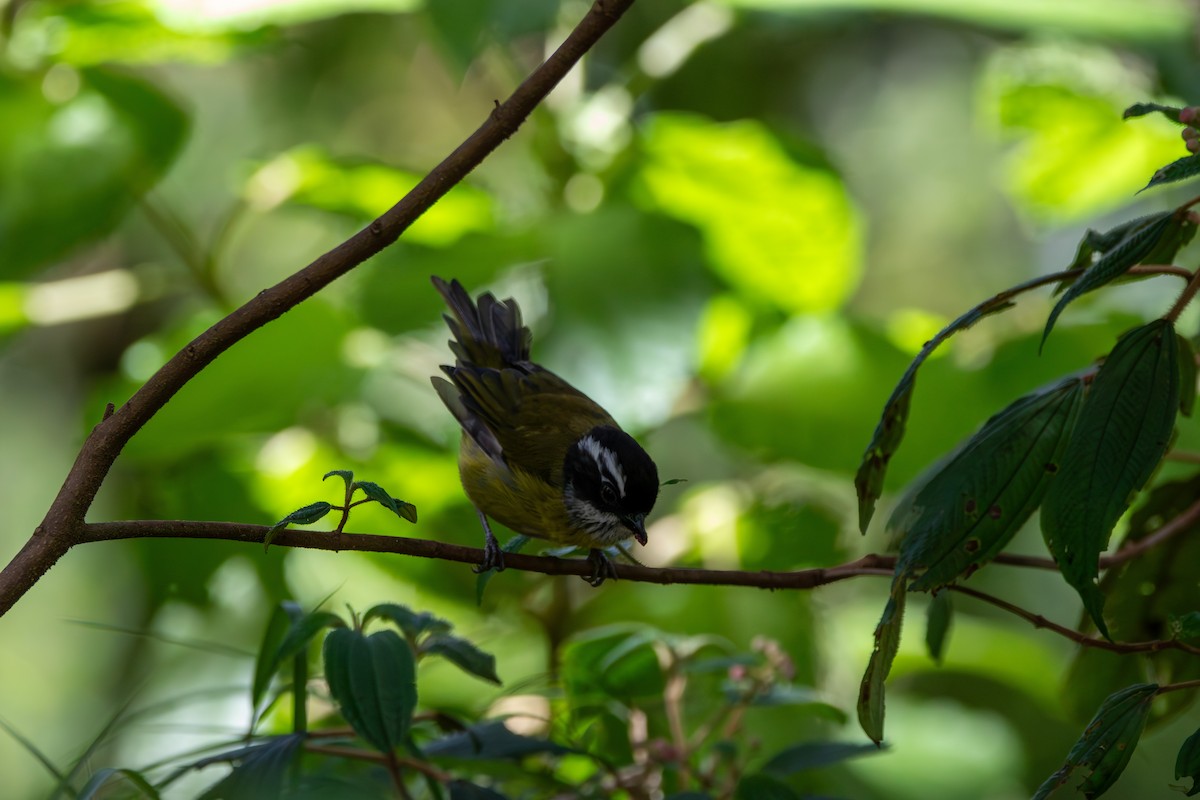 Sooty-capped Chlorospingus - ML642744802