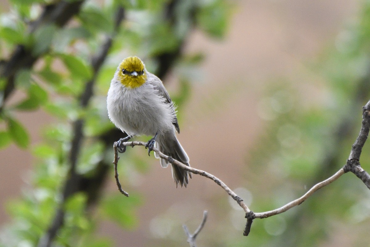 Verdin - ML642744806