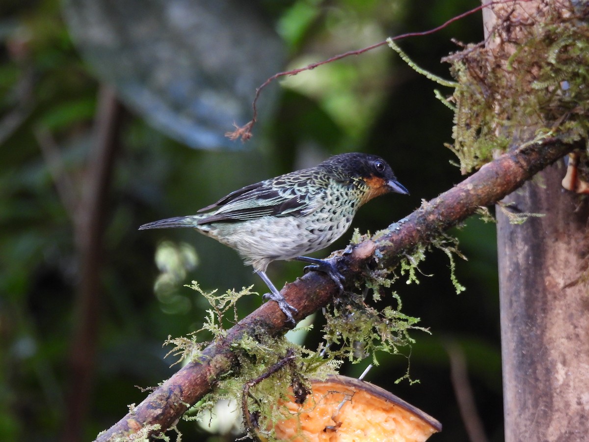 ノドアカフウキンチョウ - ML642744808