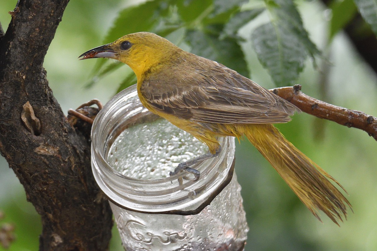 Hooded Oriole - ML642744819