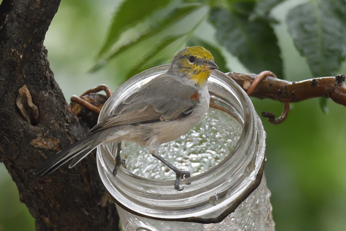 Verdin - ML642744826