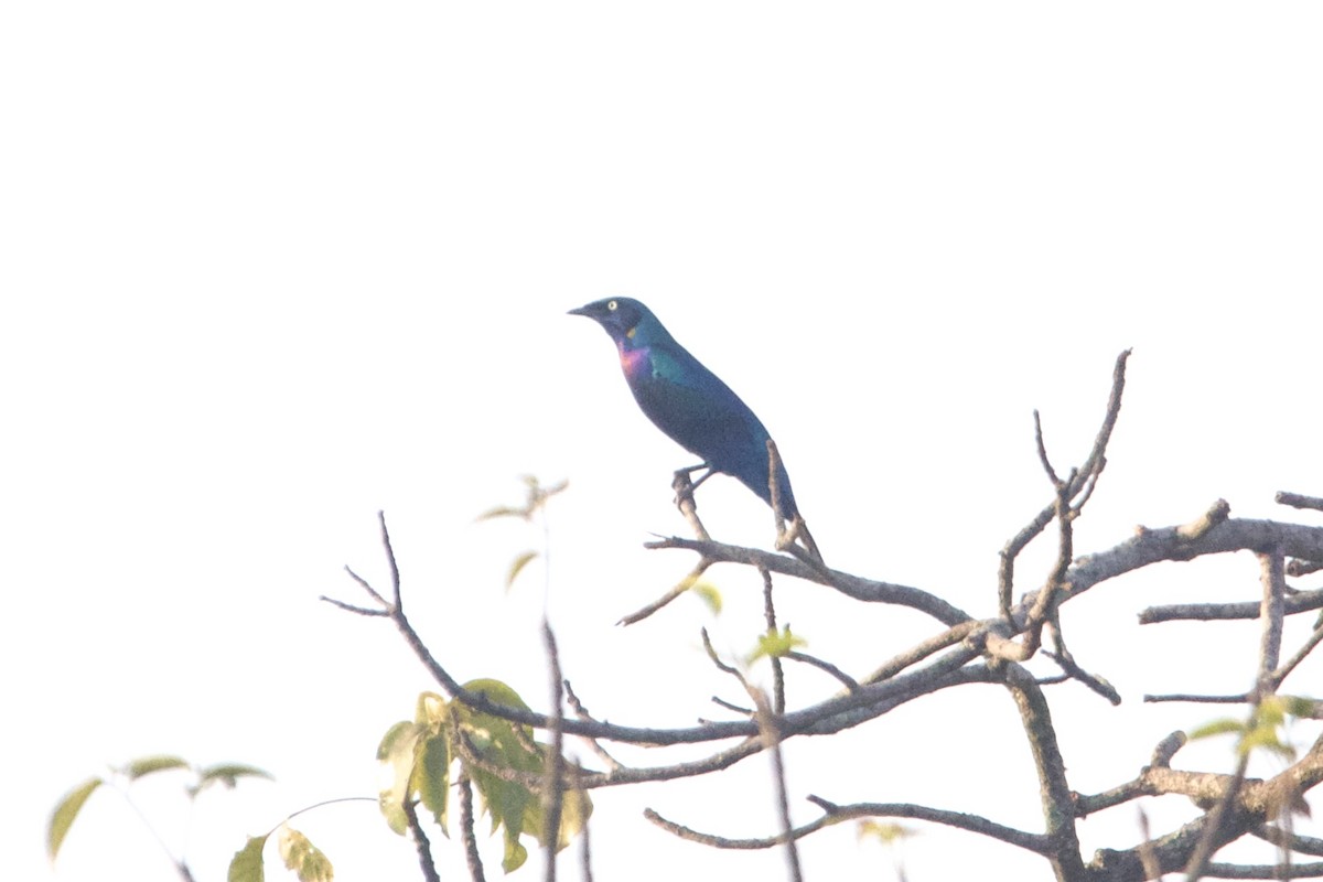 Splendid Starling - ML642744841