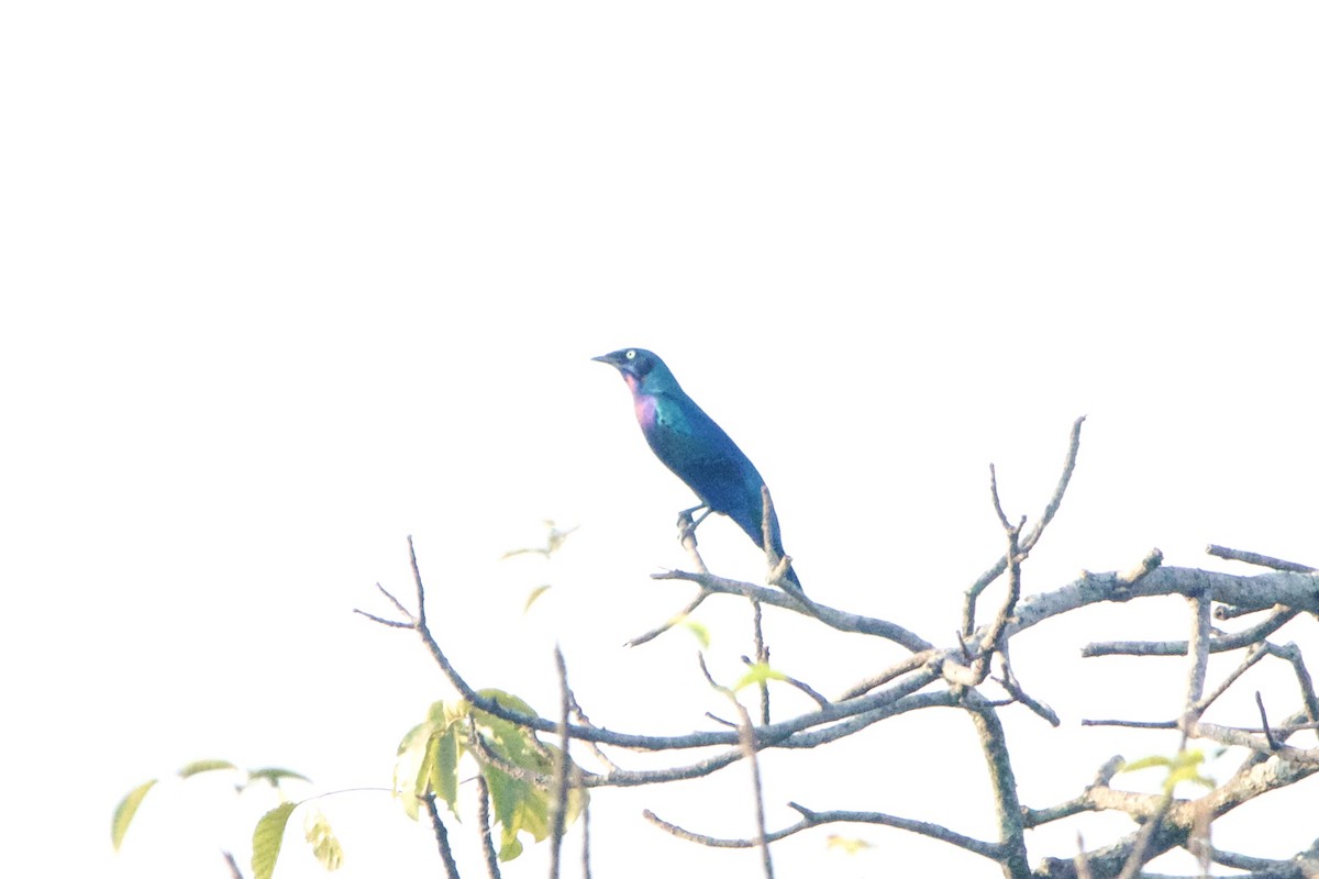 Splendid Starling - ML642744842