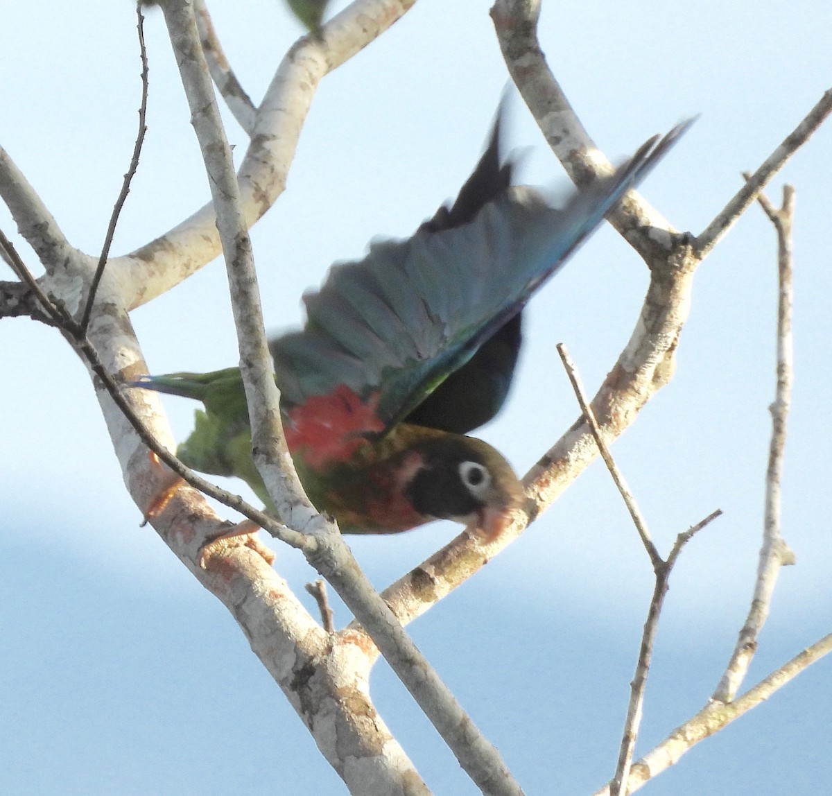 Brown-hooded Parrot - ML642744845