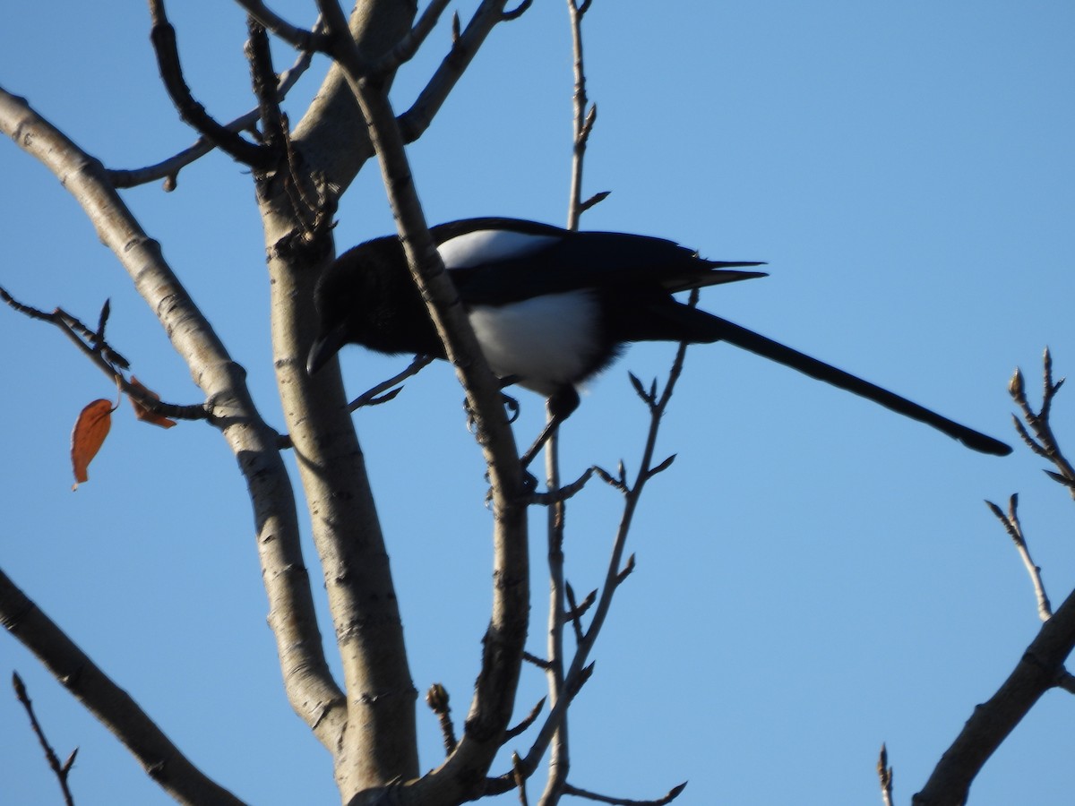 Black-billed Magpie - ML642744853