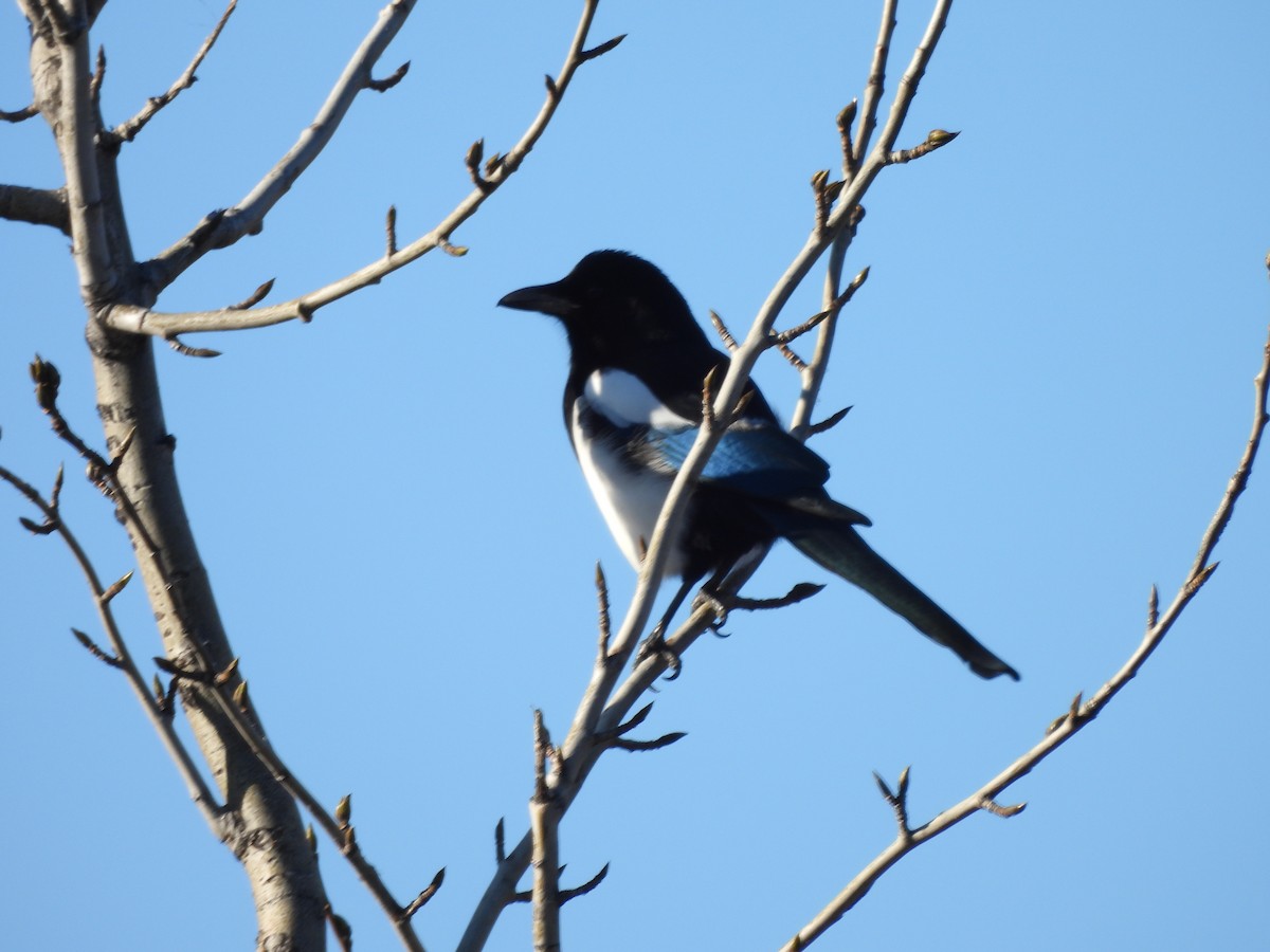 Black-billed Magpie - ML642744854