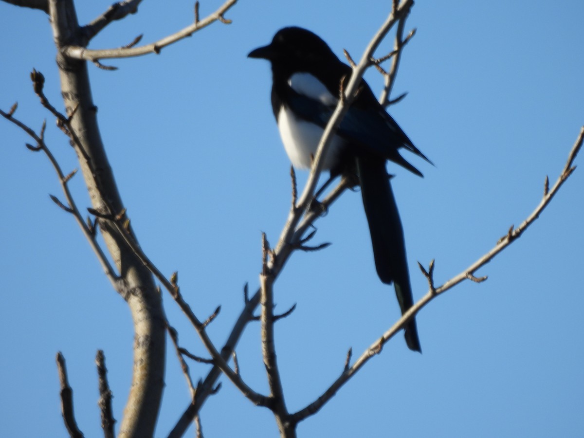 Black-billed Magpie - ML642744855