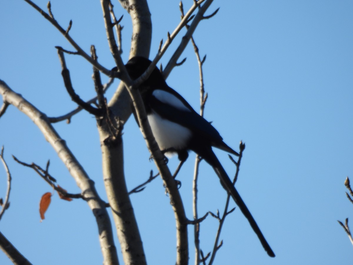 Black-billed Magpie - ML642744856