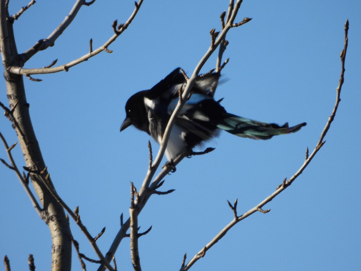 Black-billed Magpie - ML642744857