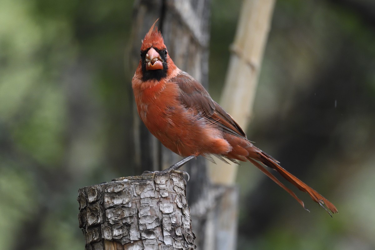 Northern Cardinal - ML642744858