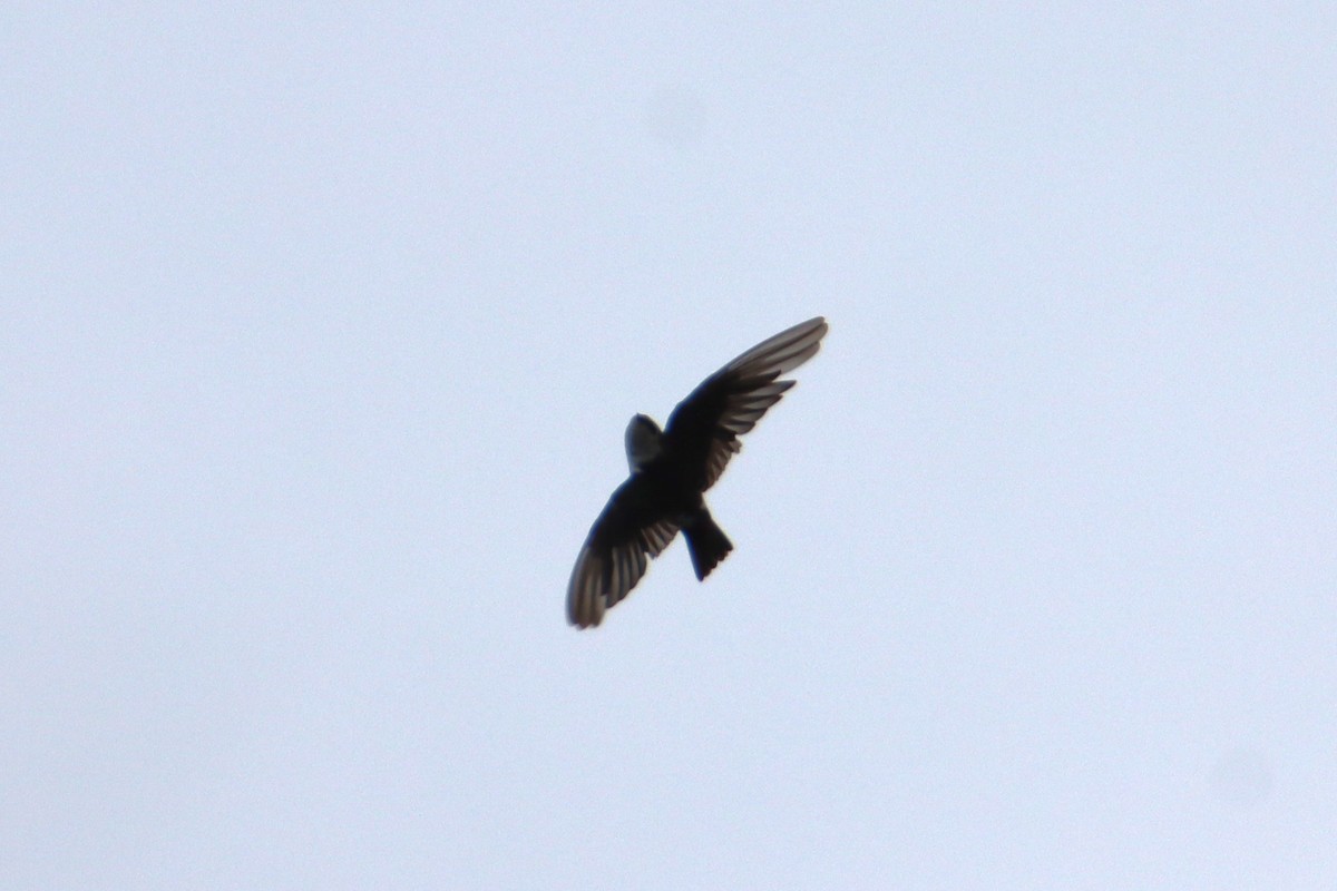 Violet-green Swallow - ML642744861