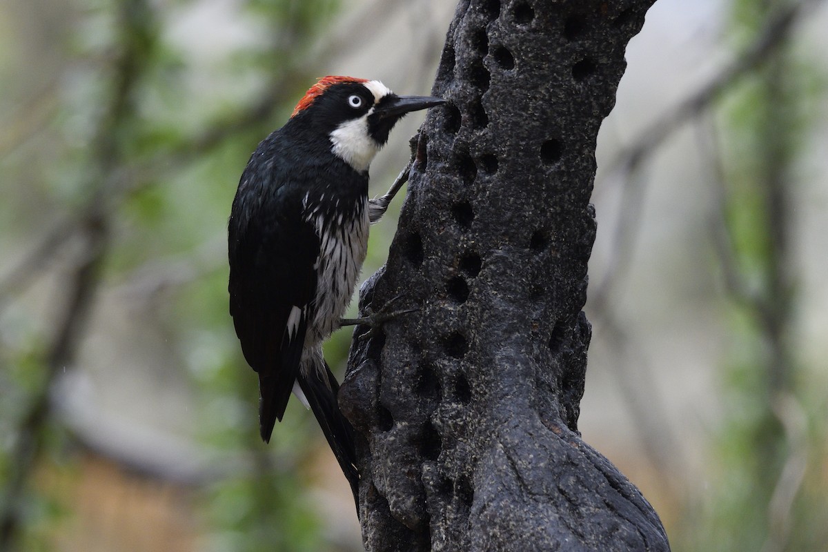 Acorn Woodpecker - ML642744864