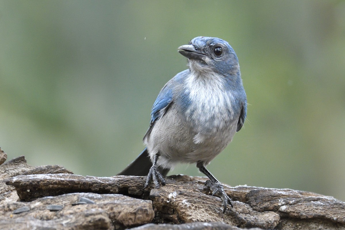 Woodhouse's Scrub-Jay - ML642744868