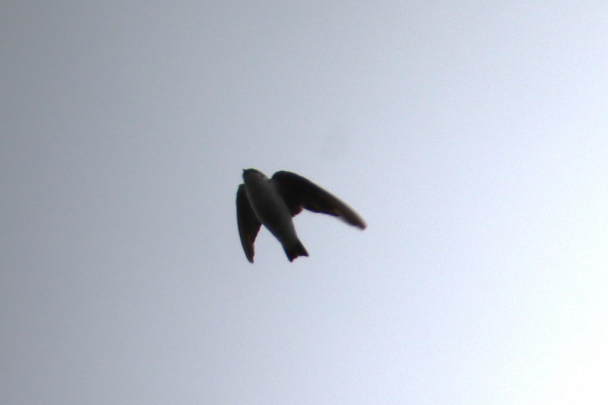 Violet-green Swallow - ML642744869