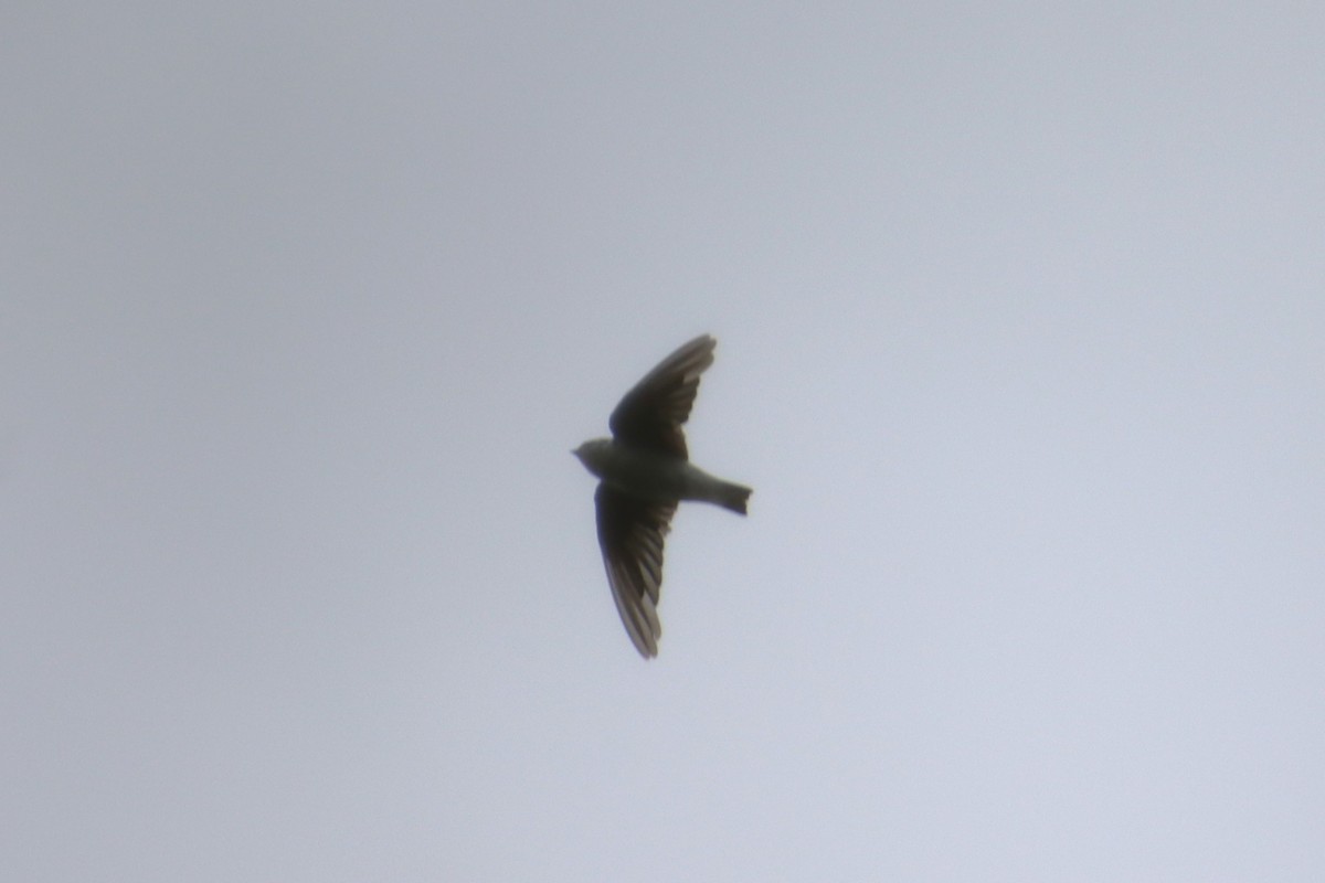 Violet-green Swallow - ML642744875