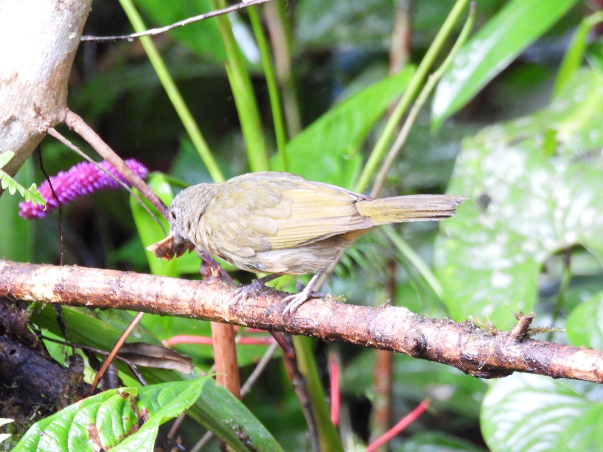 Ochre-breasted Tanager - ML642744900