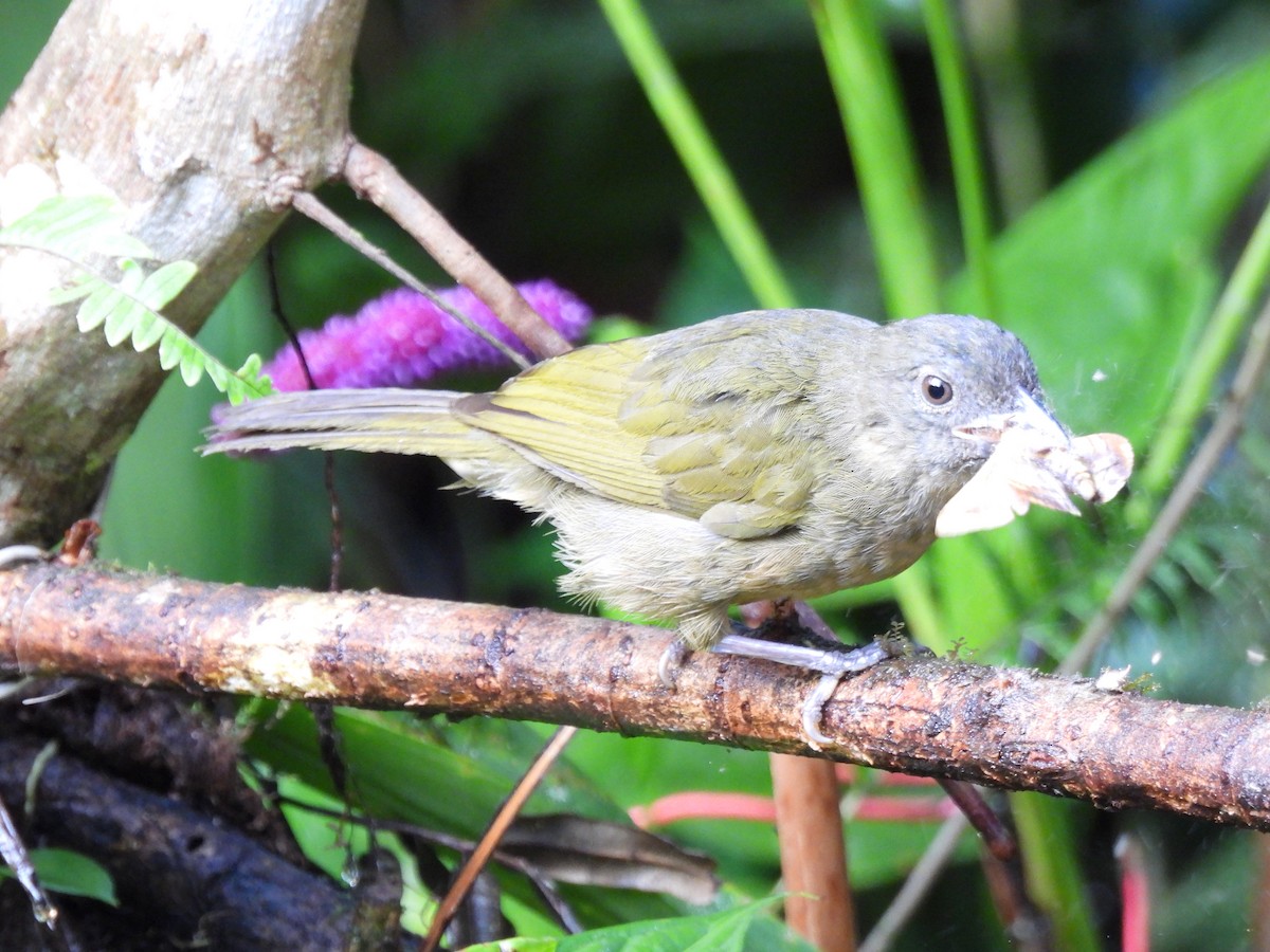 Ochre-breasted Tanager - ML642744904