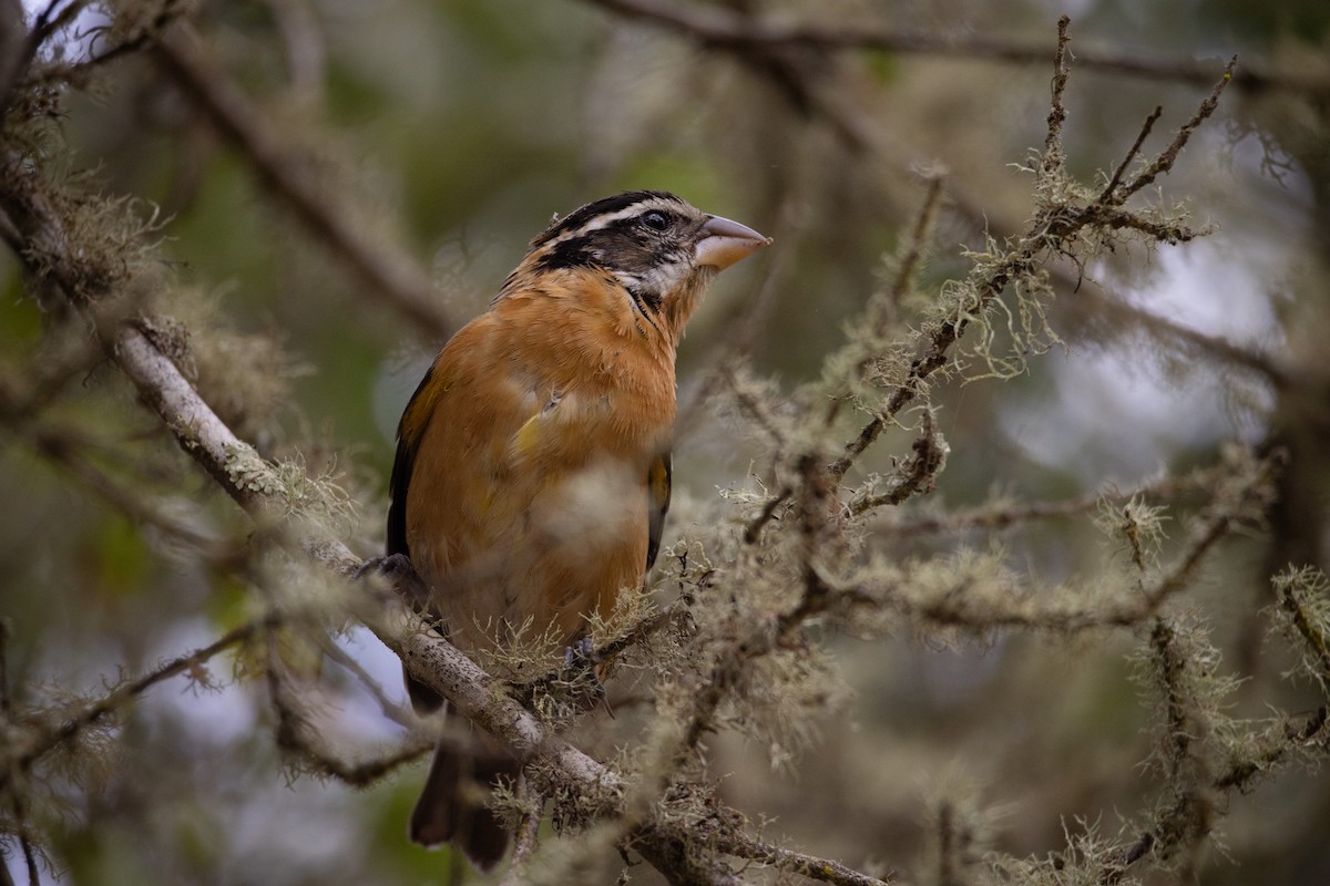 Black-headed Grosbeak - ML642744918