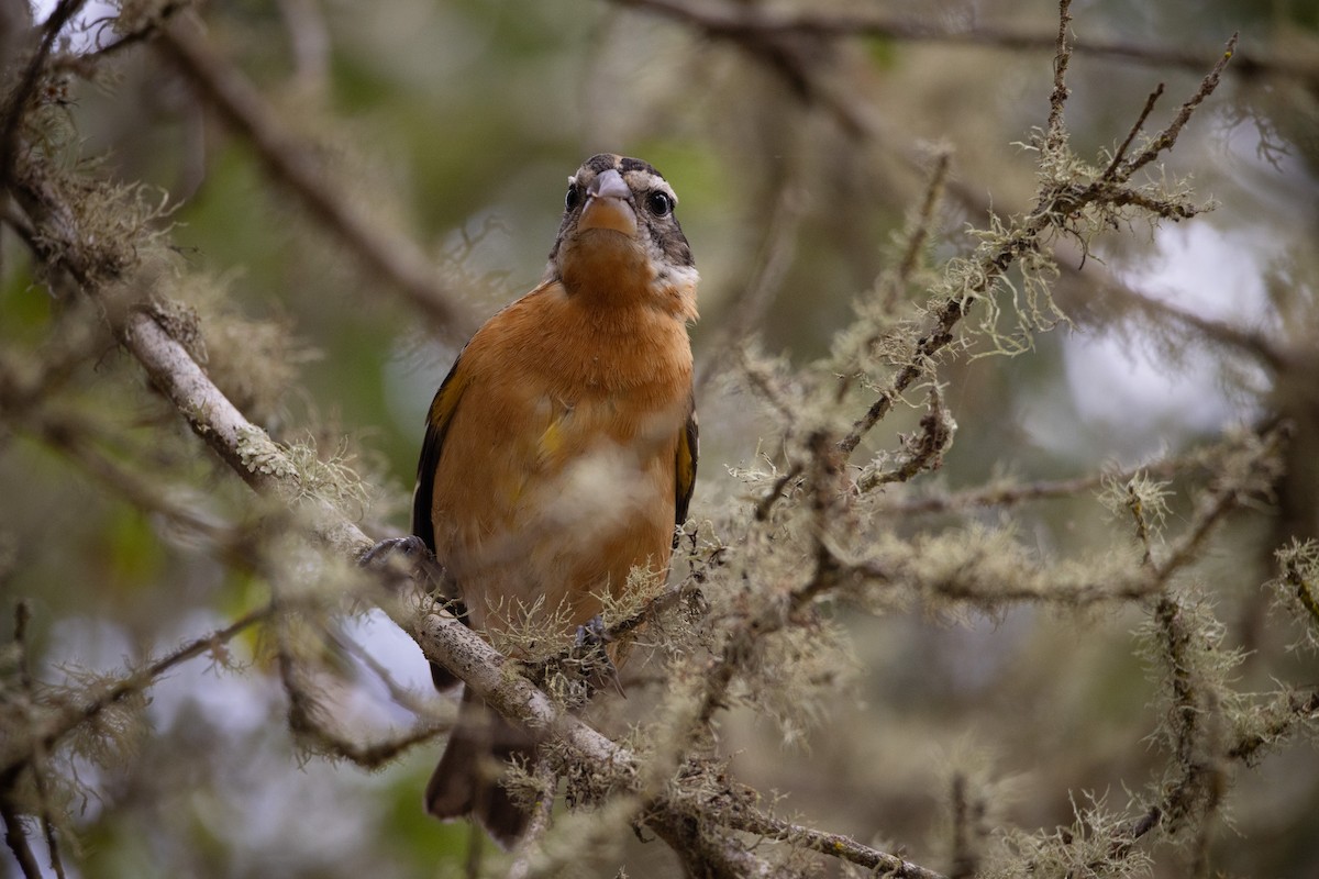 Black-headed Grosbeak - ML642744919