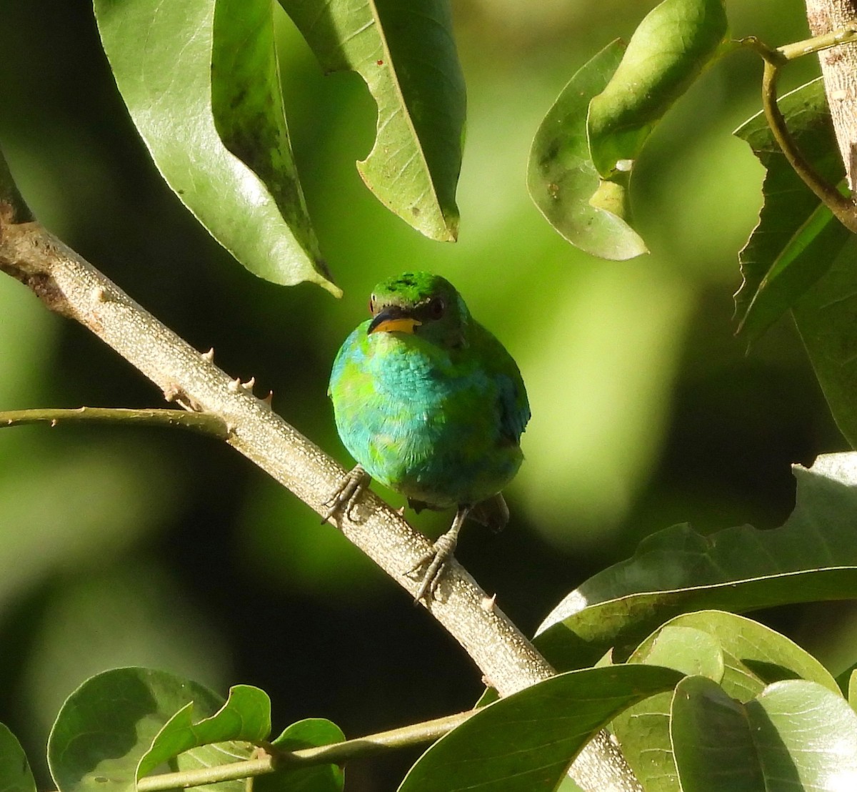 Green Honeycreeper - ML642744967