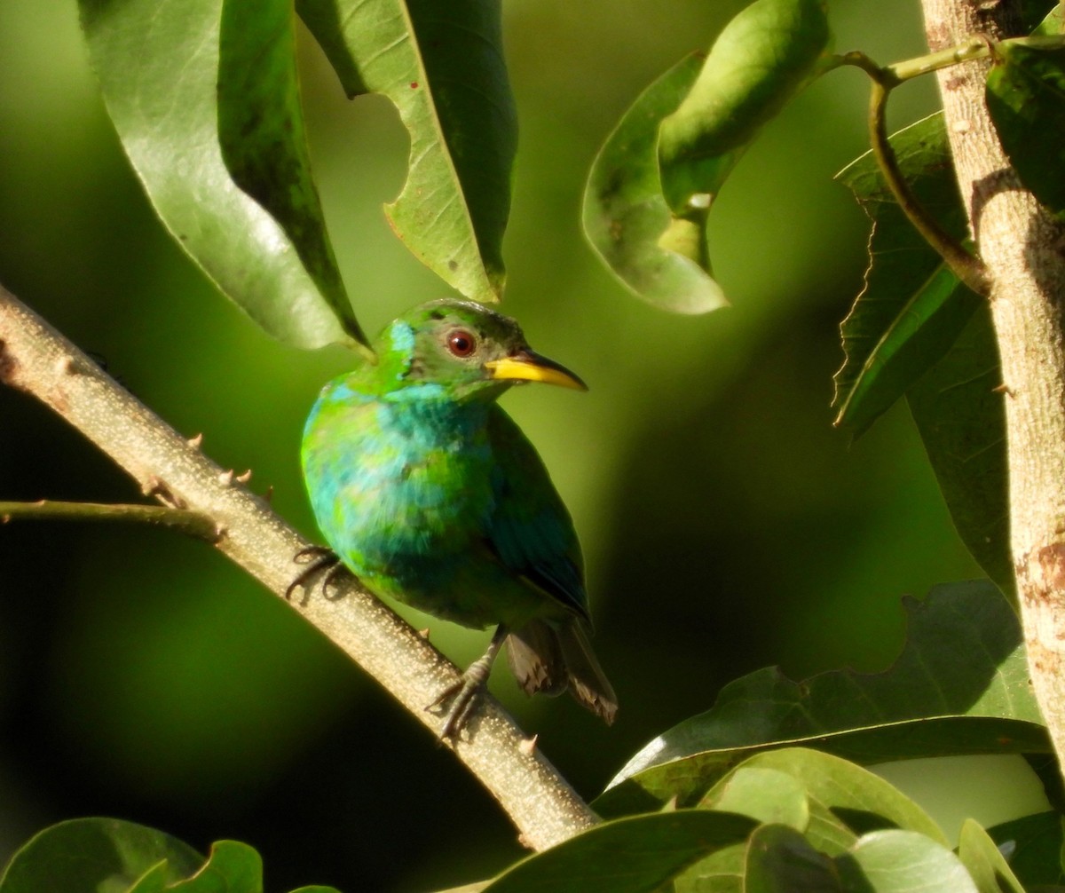 Green Honeycreeper - ML642744968