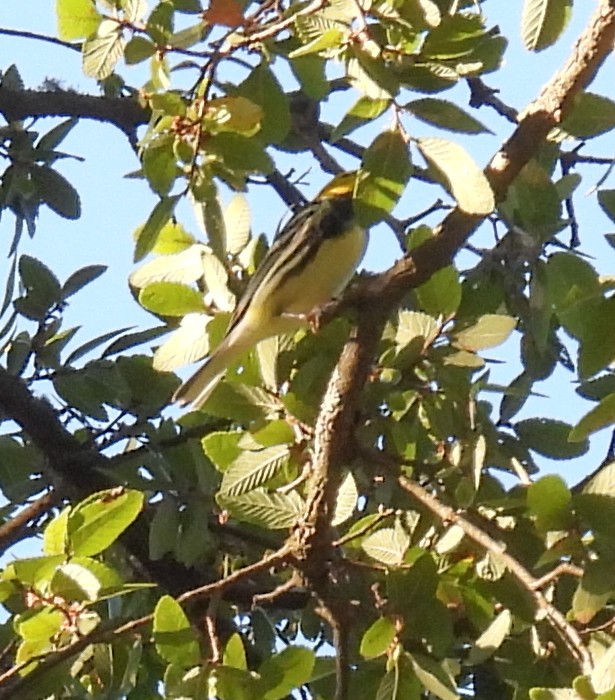 Black-throated Green Warbler - ML642744969