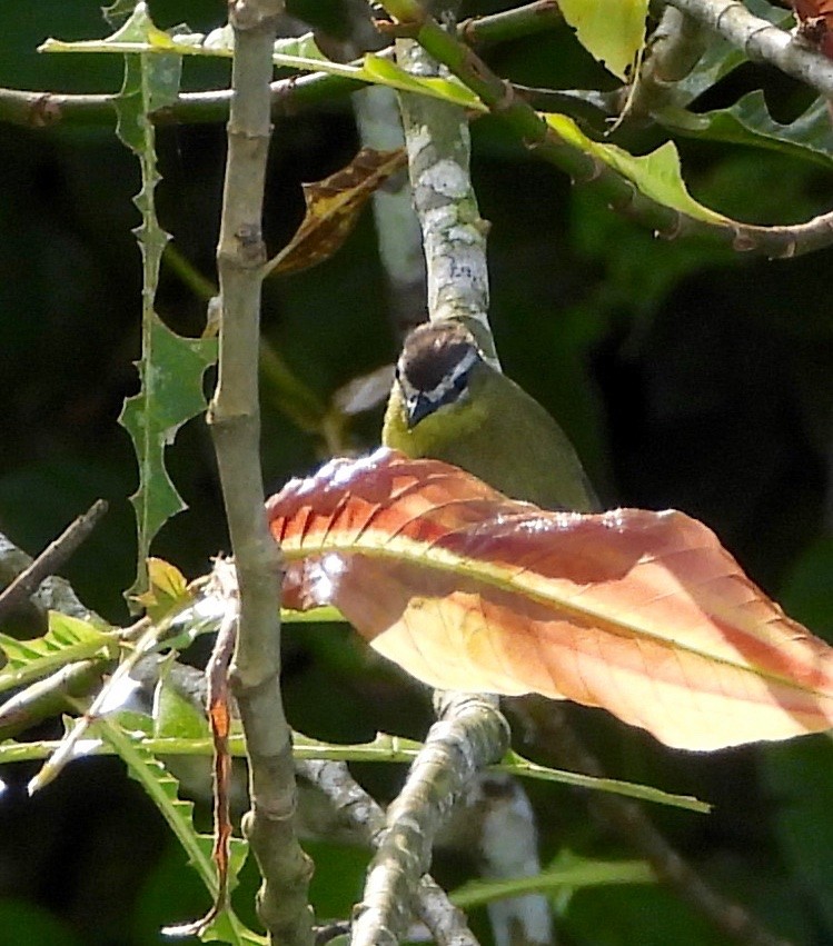 Brown-capped Tyrannulet - ML642745000