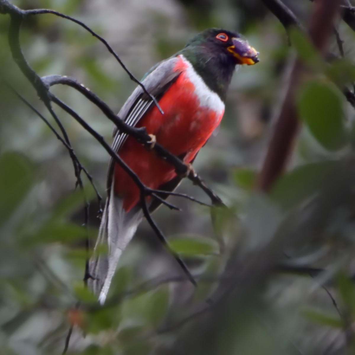 Elegant Trogon - ML642745018