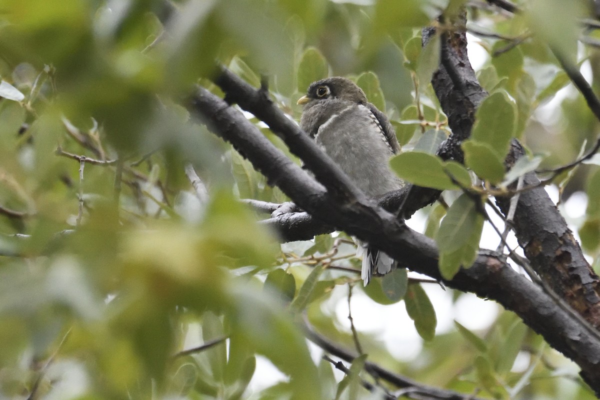 Elegant Trogon - ML642745022