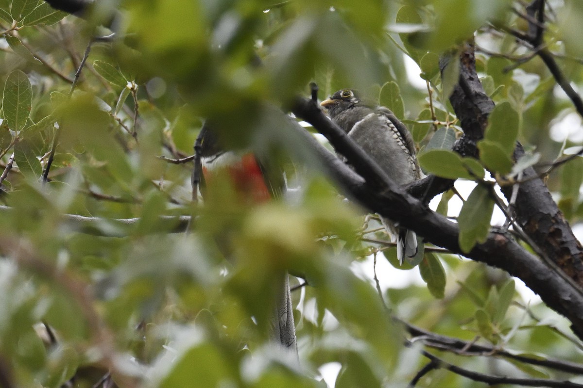 Elegant Trogon - ML642745027