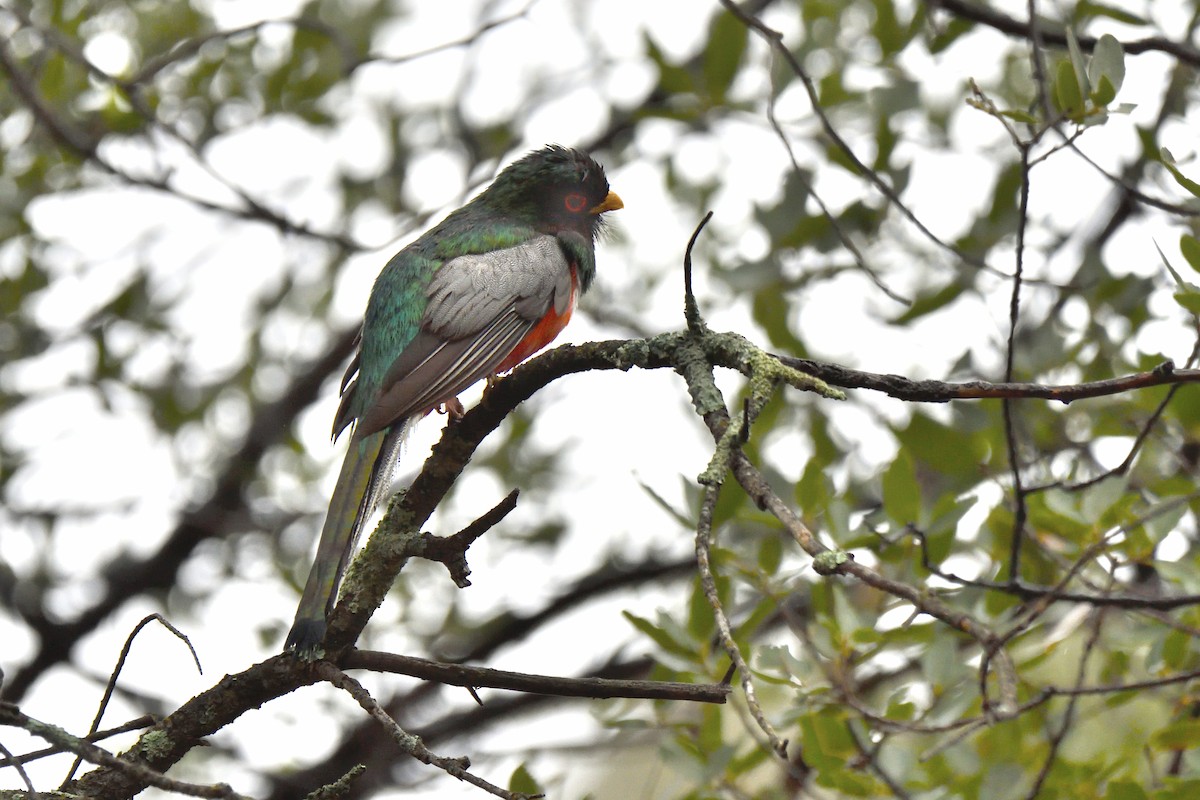 Elegant Trogon - ML642745033