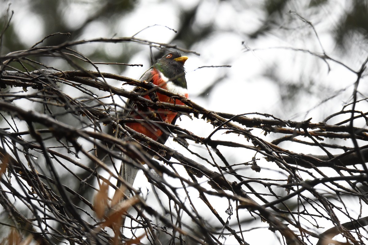 Elegant Trogon - ML642745037
