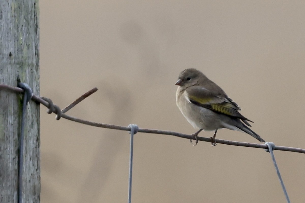 Lawrence's Goldfinch - ML642745044
