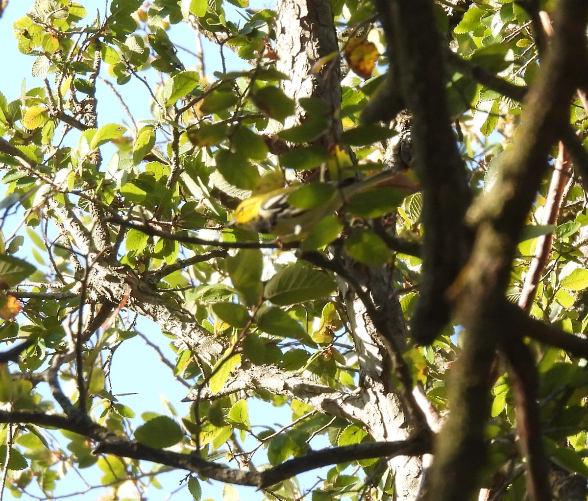 Black-throated Green Warbler - ML642745045