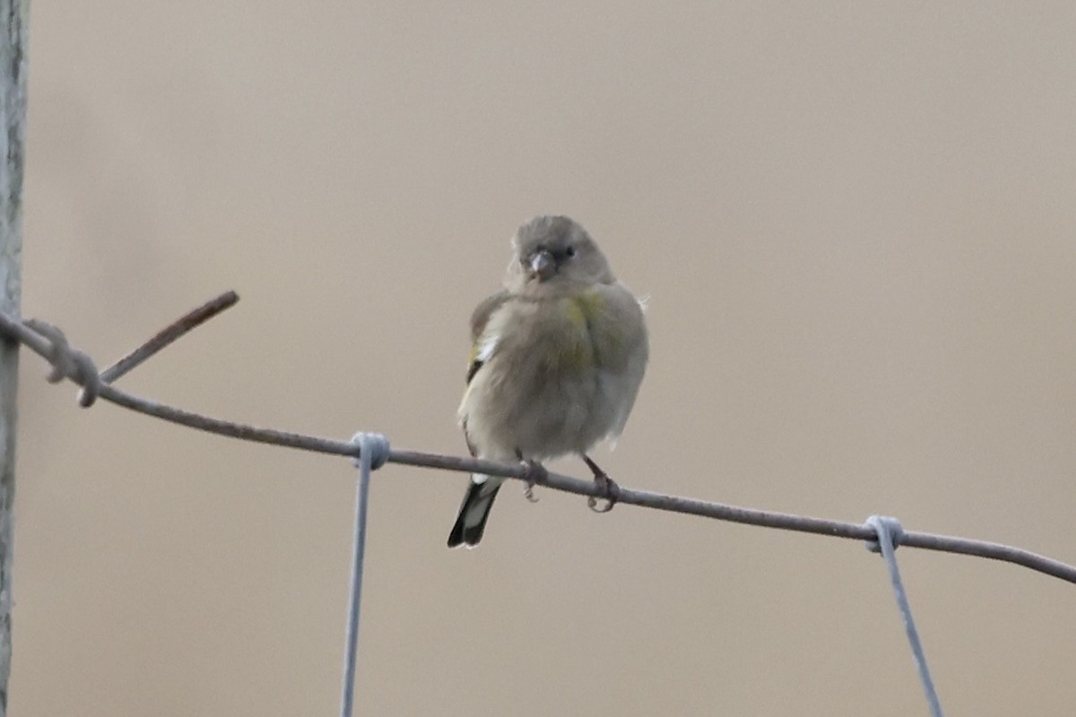 Lawrence's Goldfinch - ML642745051