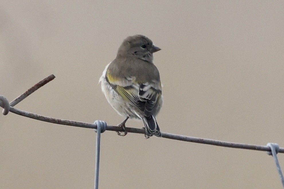 Lawrence's Goldfinch - ML642745056