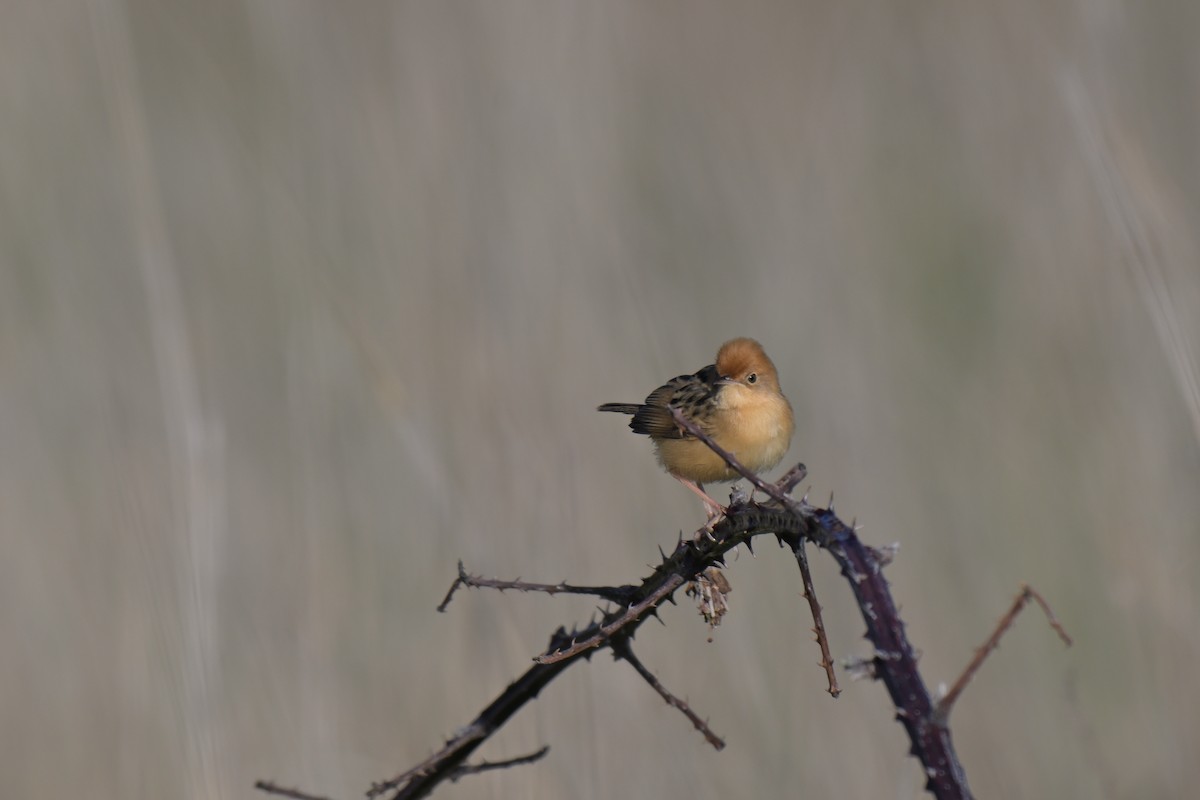 Golden-headed Cisticola - ML642745127