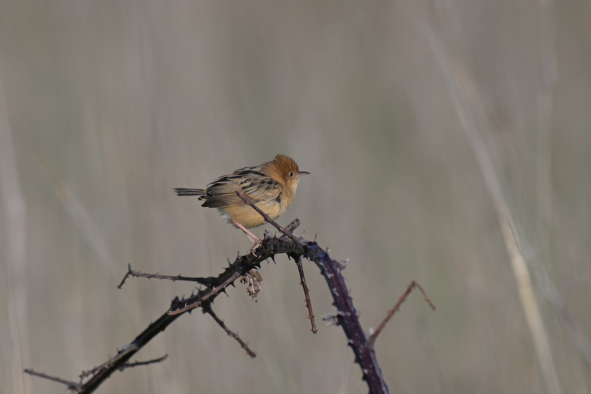 Golden-headed Cisticola - ML642745128