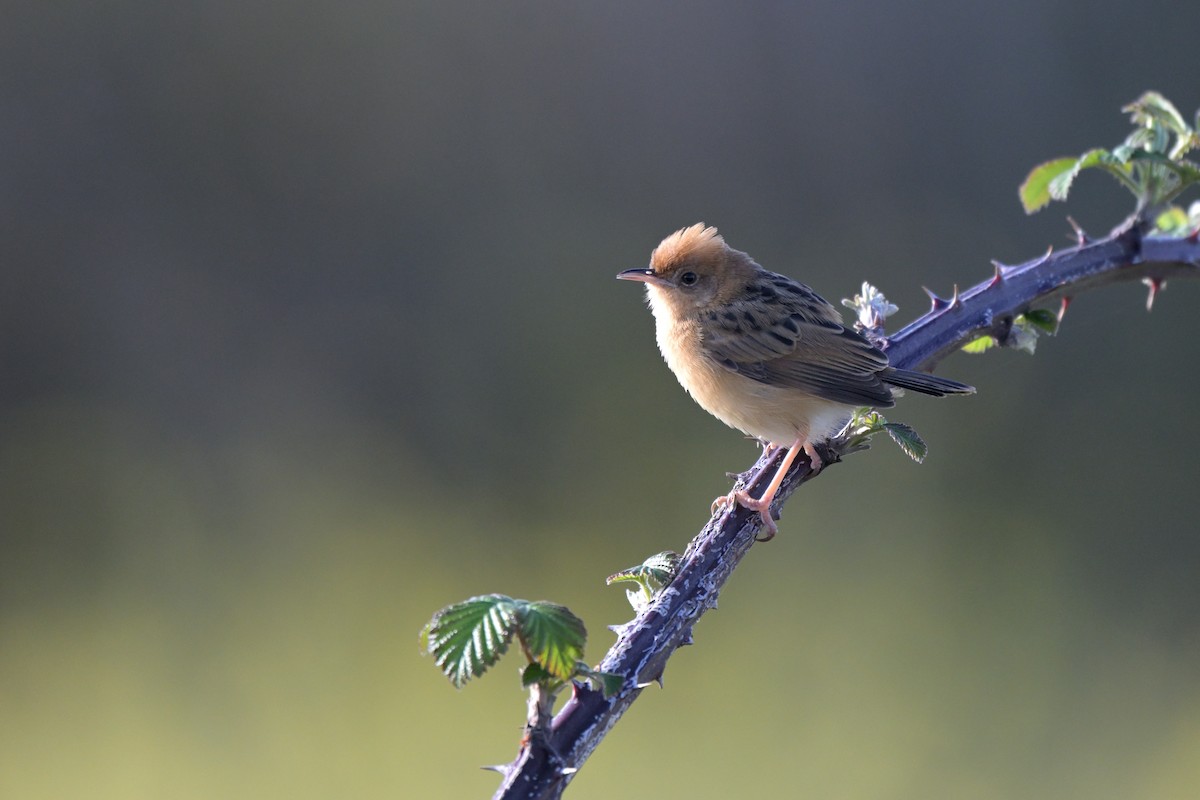Golden-headed Cisticola - ML642745163