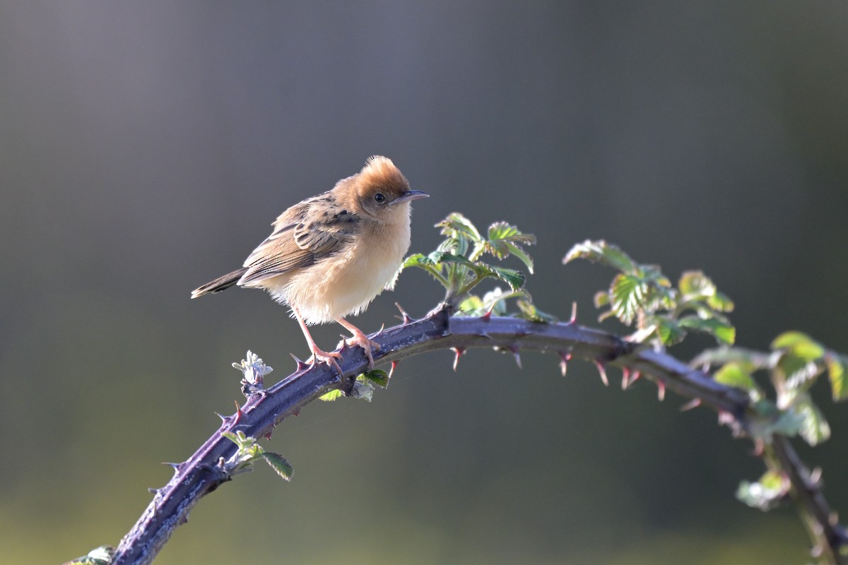 Golden-headed Cisticola - ML642745165