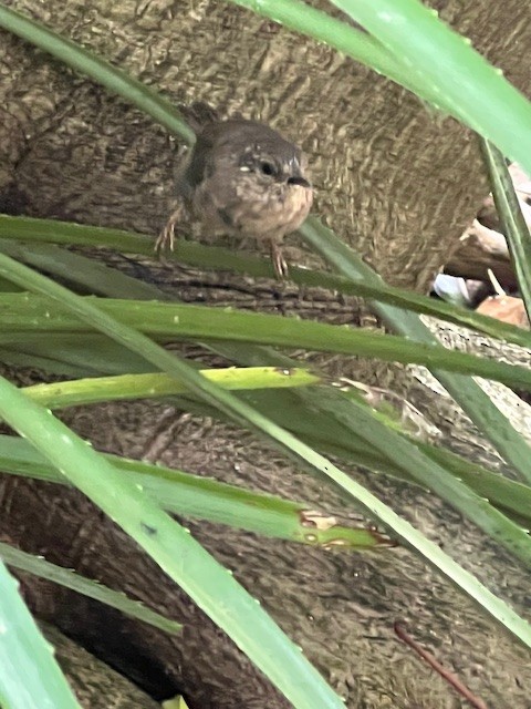 Pacific Wren - ML642745166