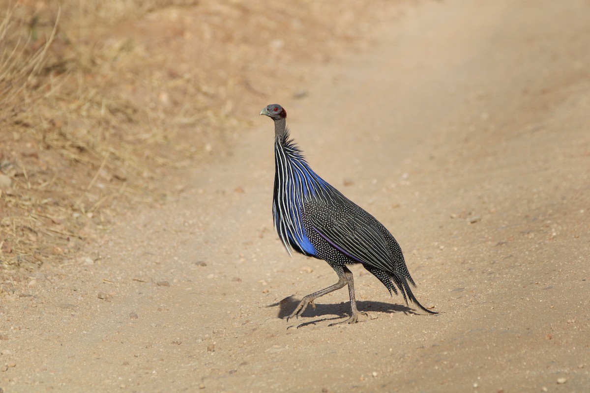 Vulturine Guineafowl - ML642745221