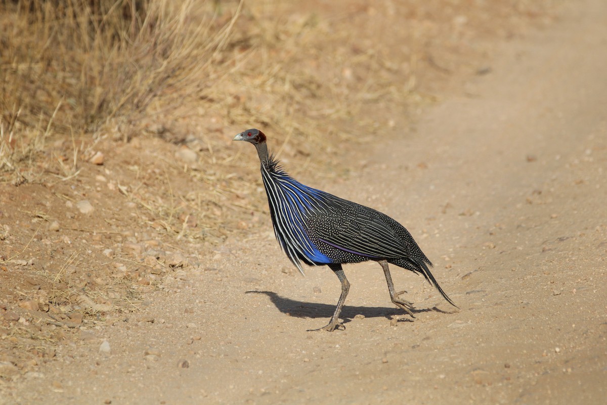 Vulturine Guineafowl - ML642745222