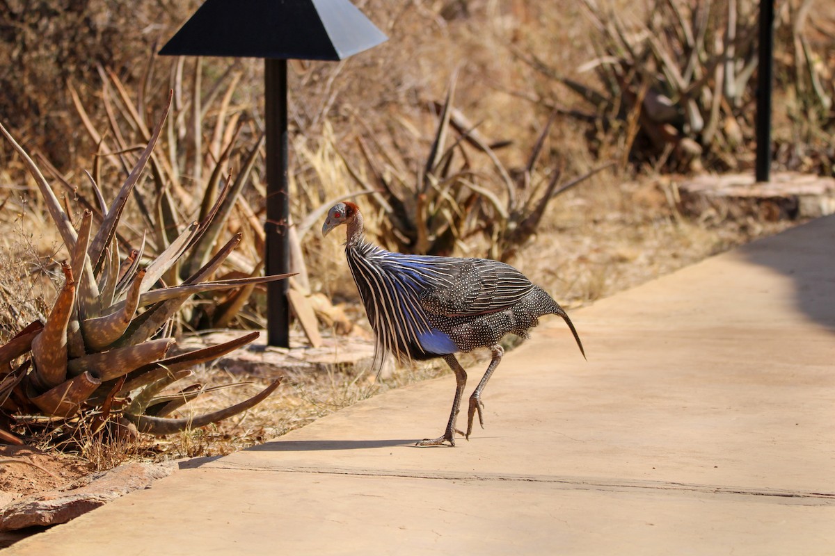 Vulturine Guineafowl - ML642745223