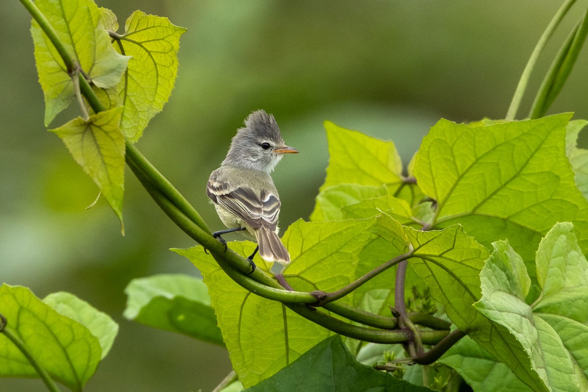 Southern Beardless-Tyrannulet - ML642745251