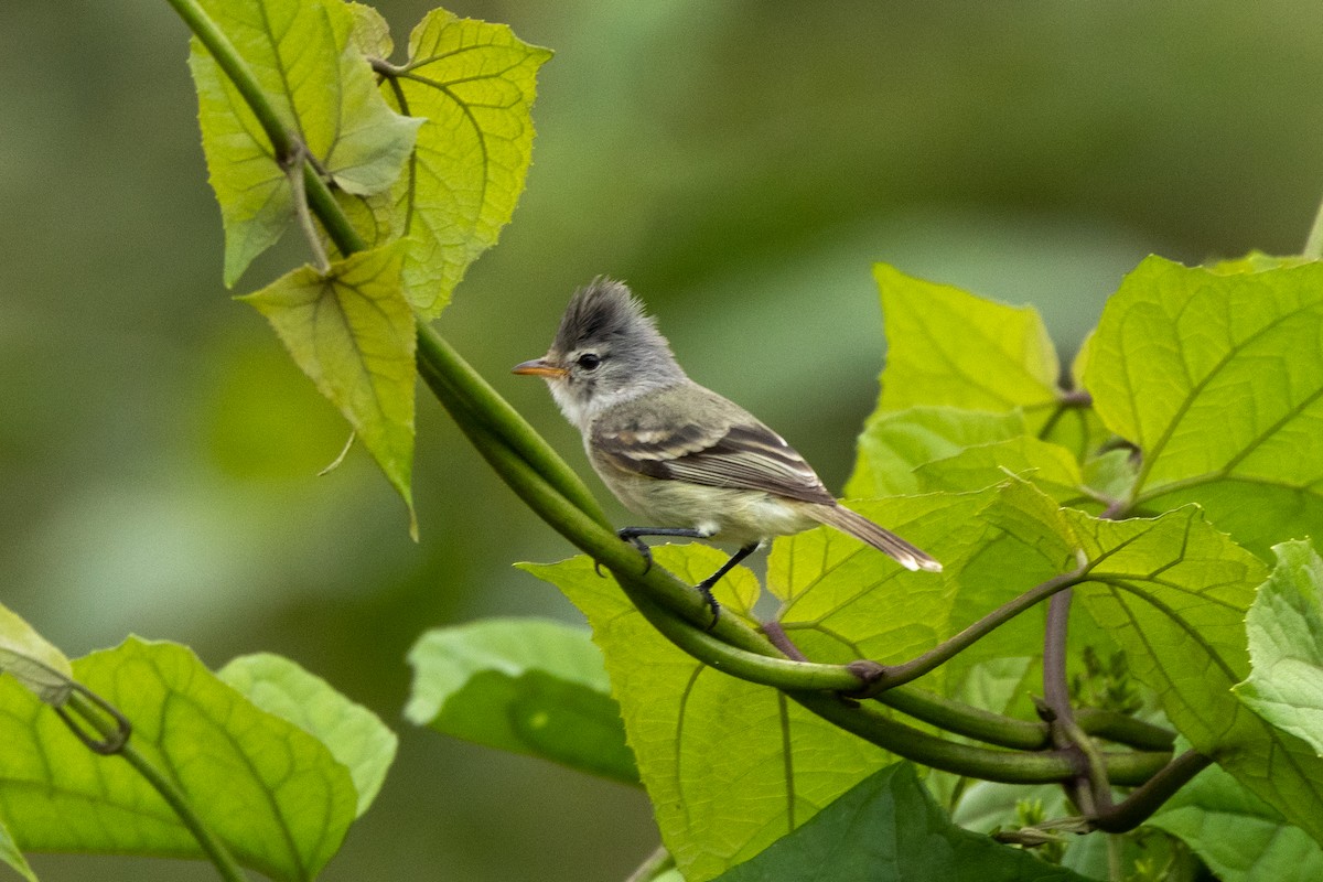 Southern Beardless-Tyrannulet - ML642745252