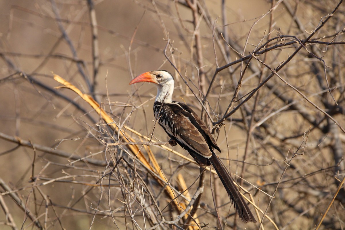 Northern Red-billed Hornbill - ML642745257