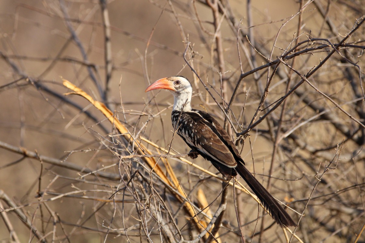 Northern Red-billed Hornbill - ML642745258
